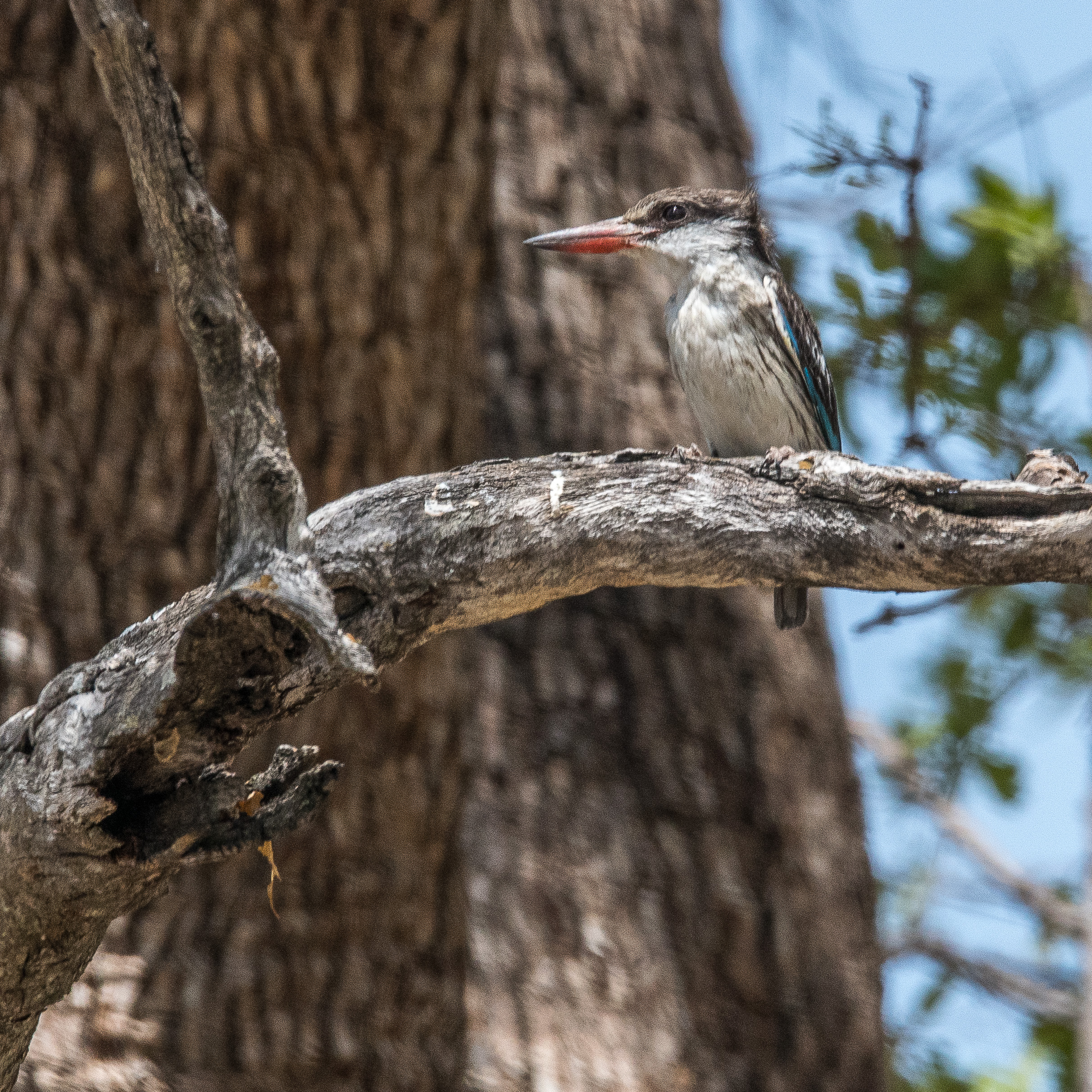 Martin-chasseur strié adulte (Striped kingfisher, Halcyon chelicuti), Kwando reserve,  Botswana.